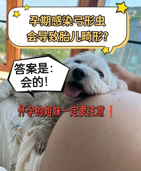 孕妇可以养狗吗_孕期养狗对胎儿的影响-第3张图片-星辰妙记 孕妇可以养狗吗_孕期养狗对胎儿的影响-第3张图片-星辰妙记