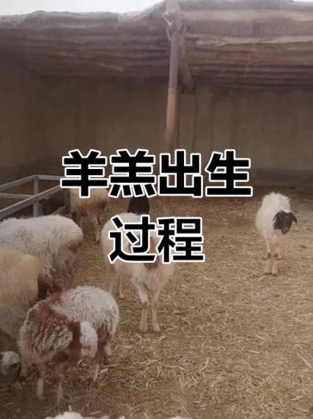 孕妇梦见羊是什么意思_孕妇梦见羊生男生女-第3张图片-星辰妙记 孕妇梦见羊是什么意思_孕妇梦见羊生男生女-第3张图片-星辰妙记