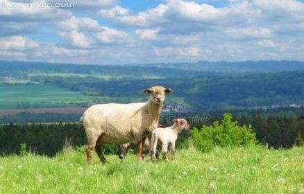 孕妇梦见羊是什么意思_孕妇梦见羊生男生女-第2张图片-星辰妙记 孕妇梦见羊是什么意思_孕妇梦见羊生男生女-第2张图片-星辰妙记