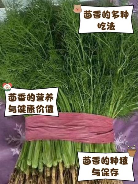 小茴香孕妇可以吃吗_孕期食用安全指南-第2张图片-星辰妙记