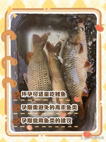 孕妇为什么不能吃鲤鱼_孕期吃鲤鱼对胎儿有影响吗-第1张图片-星辰妙记