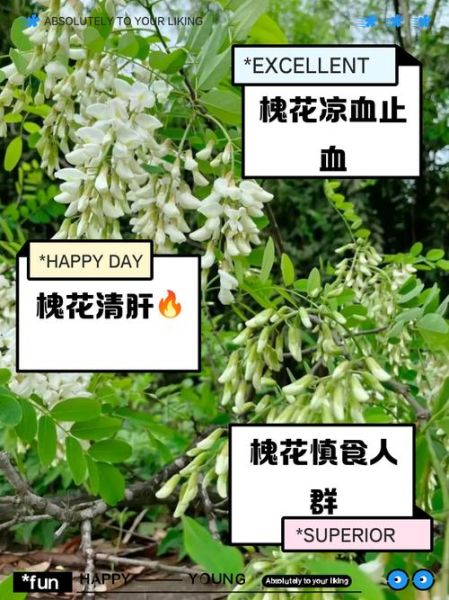 孕妇可以吃槐花吗_孕妇吃槐花注意事项-第2张图片-星辰妙记