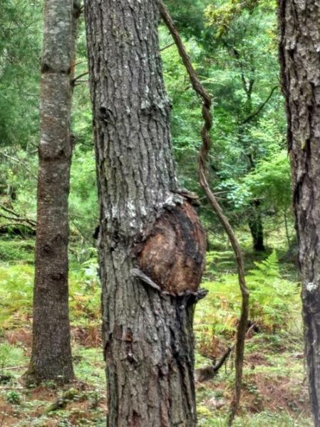 孕妇树能不能养_孕妇树对胎儿有影响吗-第1张图片-星辰妙记