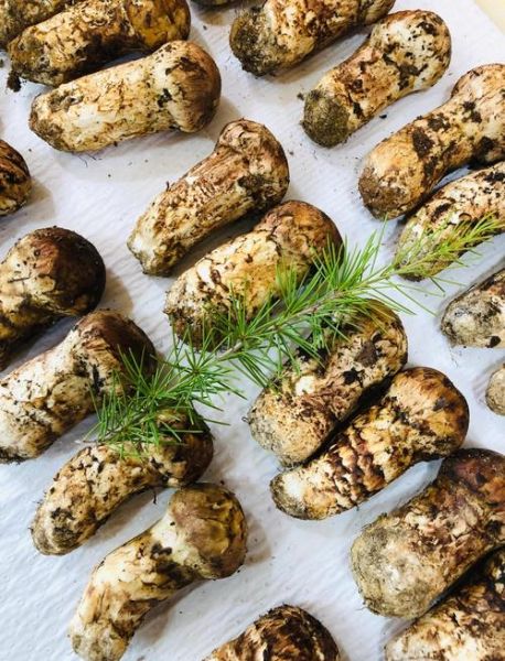 孕妇可以吃松茸吗_松茸对孕妇的好处与风险-第2张图片-星辰妙记