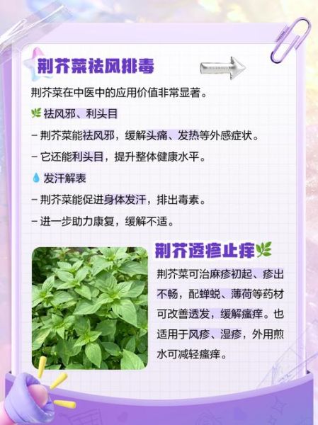 孕妇能吃荆芥菜吗_荆芥菜对孕妇的影响-第1张图片-星辰妙记 孕妇能吃荆芥菜吗_荆芥菜对孕妇的影响-第1张图片-星辰妙记