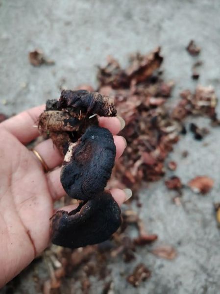 孕妇梦见采了很多蘑菇_胎梦预示什么-第3张图片-星辰妙记