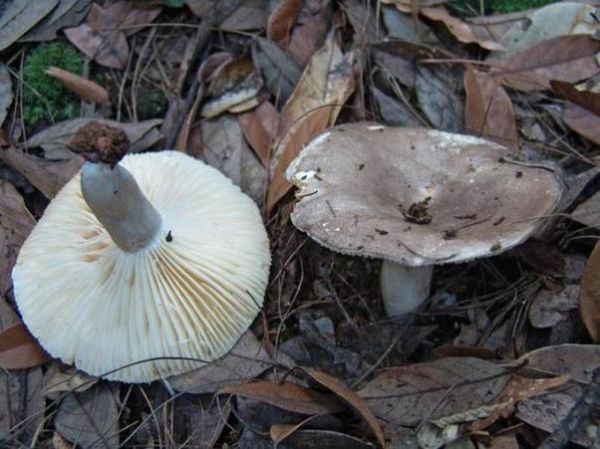 孕妇梦见采了很多蘑菇_胎梦预示什么-第2张图片-星辰妙记