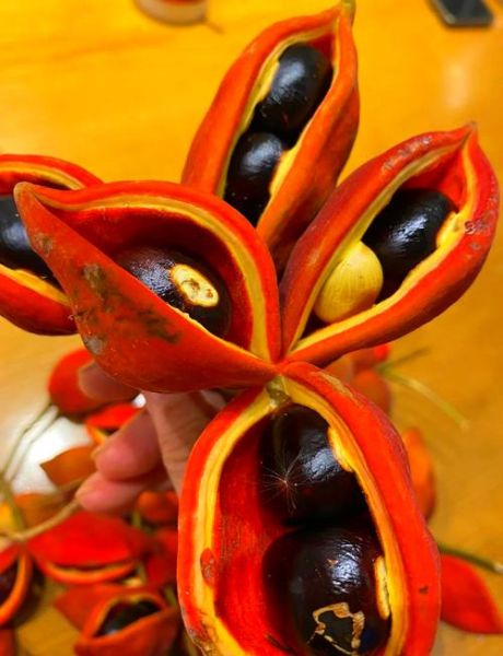 凤眼果孕妇可以吃吗_凤眼果孕期食用禁忌-第1张图片-星辰妙记