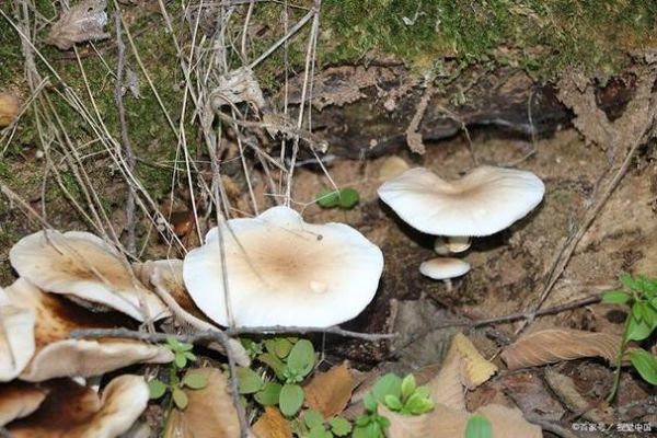 寒菌孕妇可以吃吗_孕妇吃寒菌注意事项-第1张图片-星辰妙记