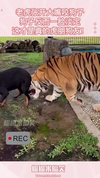 孕妇梦见老虎和狗_梦见老虎和狗一起出现是什么意思-第2张图片-星辰妙记