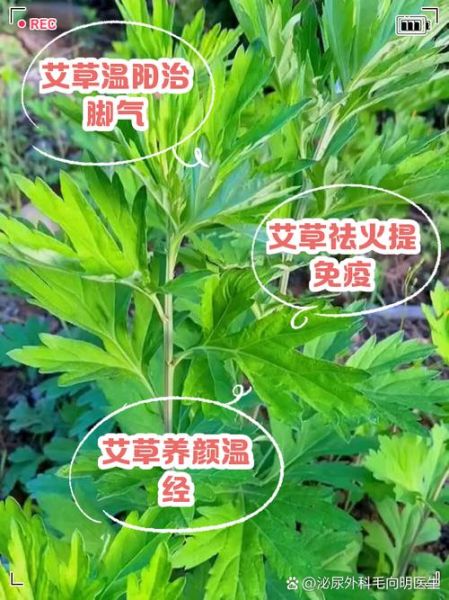 孕妇可以闻艾草吗_艾草对孕妇有影响吗-第1张图片-星辰妙记