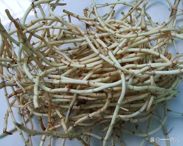 孕妇可以吃折耳根吗_折耳根孕妇能吃吗-第1张图片-星辰妙记