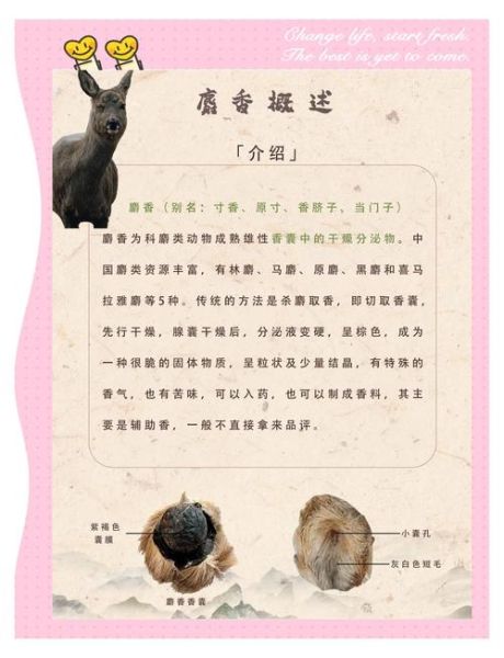 孕妇能接触麝香吗_麝香对孕妇的影响-第3张图片-星辰妙记 孕妇能接触麝香吗_麝香对孕妇的影响-第3张图片-星辰妙记