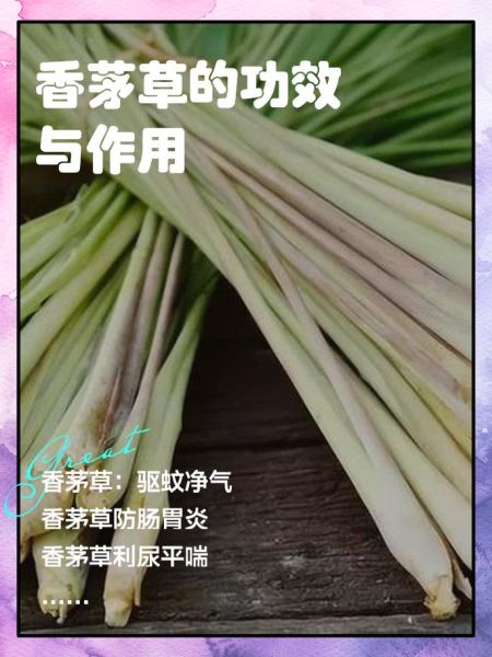 孕妇可以吃香茅吗_香茅对孕妇的影响-第1张图片-星辰妙记