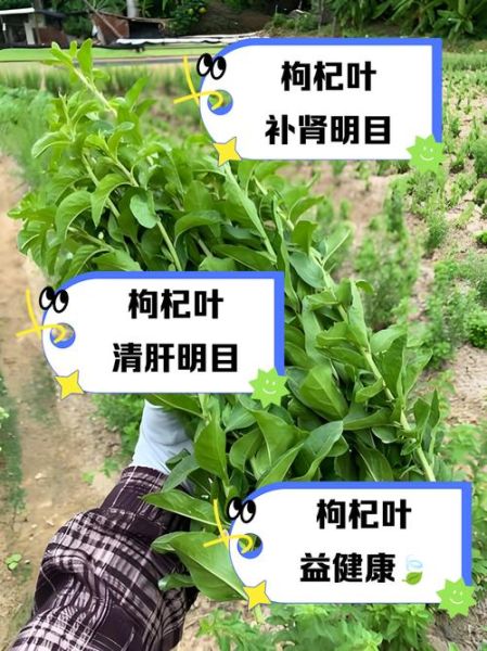 孕妇可以吃枸杞叶吗_枸杞叶对孕妇有什么好处-第1张图片-星辰妙记 孕妇可以吃枸杞叶吗_枸杞叶对孕妇有什么好处-第1张图片-星辰妙记