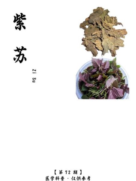 紫苏孕妇可以吃吗_紫苏叶孕早期能吃吗-第1张图片-星辰妙记 紫苏孕妇可以吃吗_紫苏叶孕早期能吃吗-第1张图片-星辰妙记