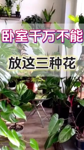 孕妇卧室适合放什么花_哪些花不能放-第1张图片-星辰妙记