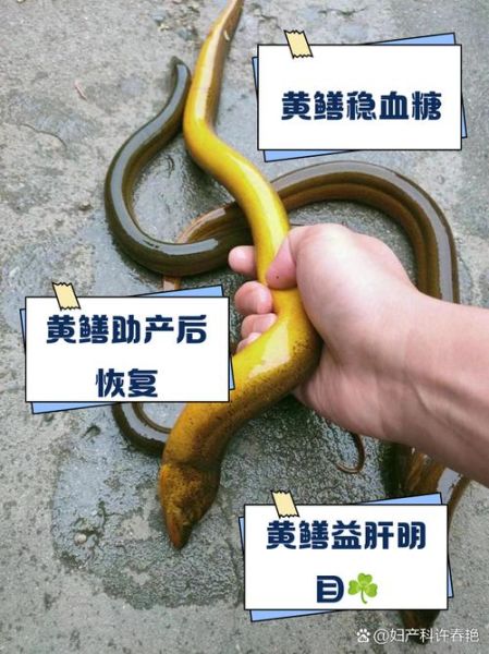 孕妇梦到很多黄鳝_是什么意思-第3张图片-星辰妙记
