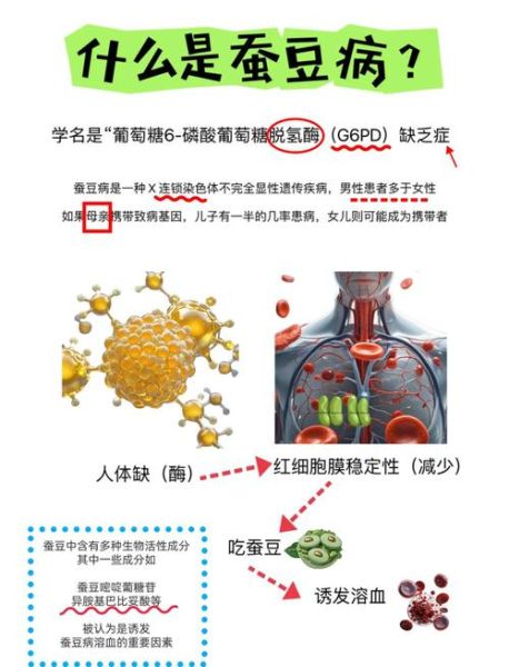 孕妇有蚕豆病怎么办_蚕豆病孕妇饮食禁忌-第2张图片-星辰妙记 孕妇有蚕豆病怎么办_蚕豆病孕妇饮食禁忌-第2张图片-星辰妙记