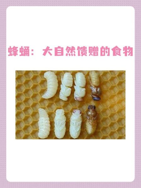 孕妇能吃蜂蛹吗_蜂蛹营养价值与禁忌-第3张图片-星辰妙记 孕妇能吃蜂蛹吗_蜂蛹营养价值与禁忌-第3张图片-星辰妙记