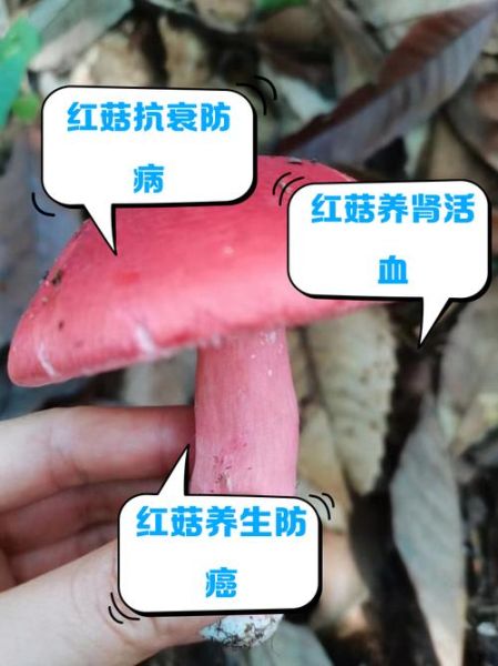 红菇孕妇可以吃吗_红菇对胎儿有影响吗-第1张图片-星辰妙记 红菇孕妇可以吃吗_红菇对胎儿有影响吗-第1张图片-星辰妙记