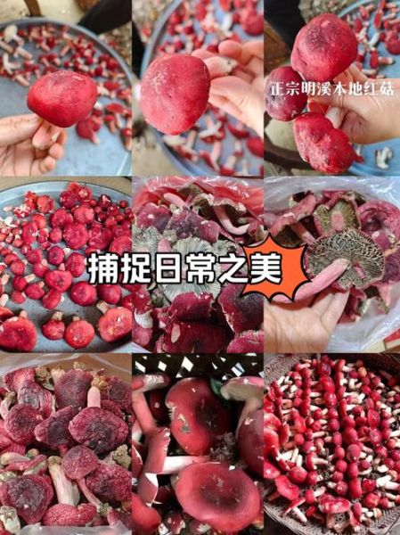 红菇孕妇可以吃吗_红菇对胎儿有影响吗-第3张图片-星辰妙记 红菇孕妇可以吃吗_红菇对胎儿有影响吗-第3张图片-星辰妙记
