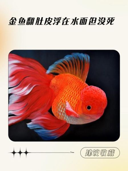 孕妇梦见金鱼死了_梦见金鱼死了预示什么-第2张图片-星辰妙记 孕妇梦见金鱼死了_梦见金鱼死了预示什么-第2张图片-星辰妙记