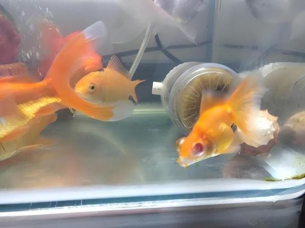 孕妇梦见金鱼死了_梦见金鱼死了预示什么-第3张图片-星辰妙记 孕妇梦见金鱼死了_梦见金鱼死了预示什么-第3张图片-星辰妙记