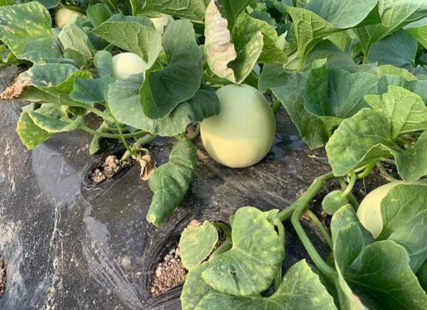 孕妇可以吃哈密瓜吗_哈密瓜对胎儿好吗-第2张图片-星辰妙记