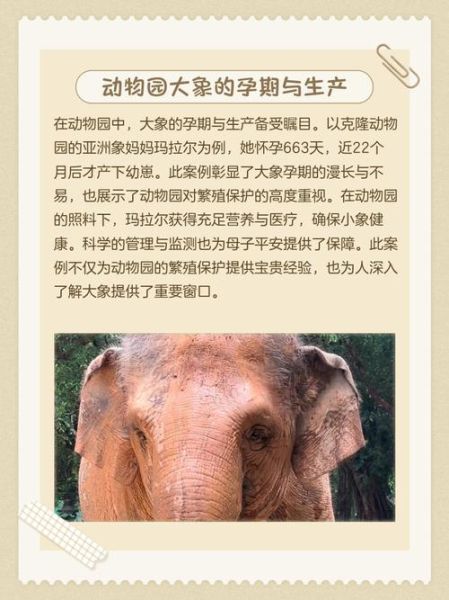 孕妇梦见大象是胎梦吗_孕妇梦见大象预示什么-第1张图片-星辰妙记