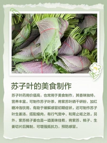 孕妇可以吃苏子叶吗_苏子叶对孕妇的好处与禁忌-第3张图片-星辰妙记 孕妇可以吃苏子叶吗_苏子叶对孕妇的好处与禁忌-第3张图片-星辰妙记