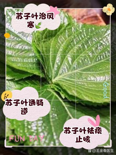 孕妇可以吃苏子叶吗_苏子叶对孕妇的好处与禁忌-第2张图片-星辰妙记 孕妇可以吃苏子叶吗_苏子叶对孕妇的好处与禁忌-第2张图片-星辰妙记