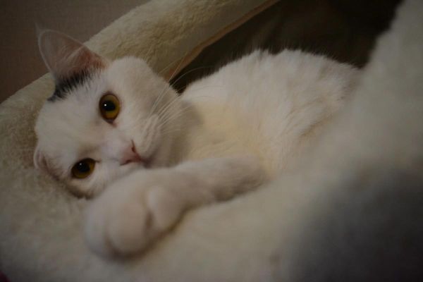 猫咪为什么掏镜头_如何阻止猫抓相机-第3张图片-星辰妙记