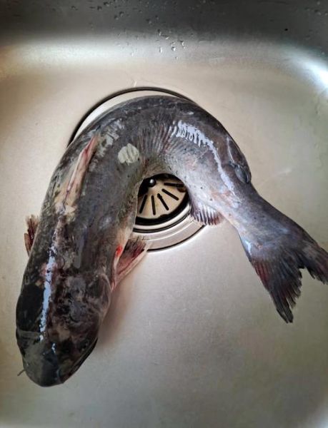 孕妇能吃鮰鱼吗_鮰鱼对孕妇的好处与禁忌-第2张图片-星辰妙记