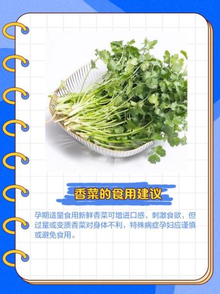孕妇初期可以吃香菜吗_孕早期吃香菜的注意事项-第1张图片-星辰妙记