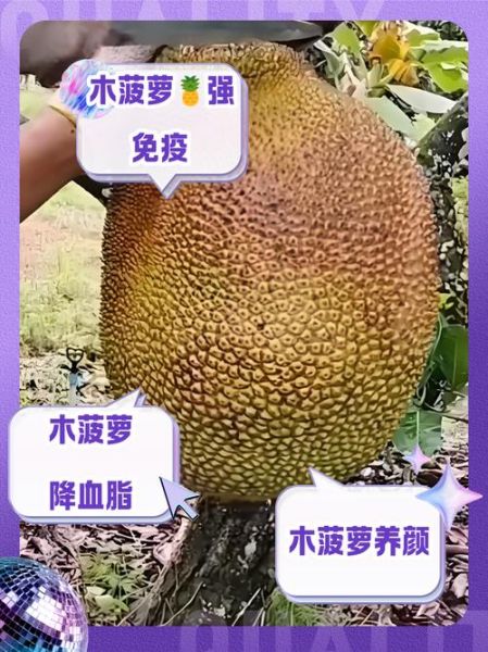 孕妇可以吃木菠萝吗_木菠萝对孕妇的好处与禁忌-第1张图片-星辰妙记