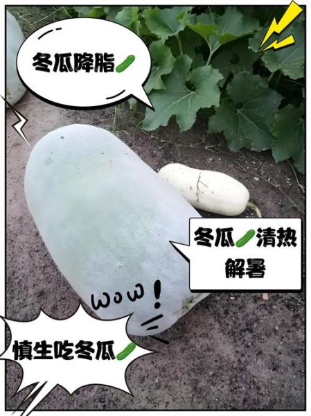 孕妇可以吃冬瓜吗_冬瓜对胎儿有影响吗-第1张图片-星辰妙记