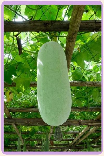 孕妇可以吃冬瓜吗_冬瓜对胎儿有影响吗-第3张图片-星辰妙记