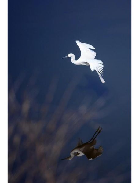 打鸟用什么镜头_打鸟镜头推荐-第2张图片-星辰妙记