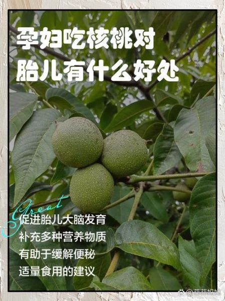 孕妇能吃核桃吗_核桃对胎儿有什么好处-第1张图片-星辰妙记