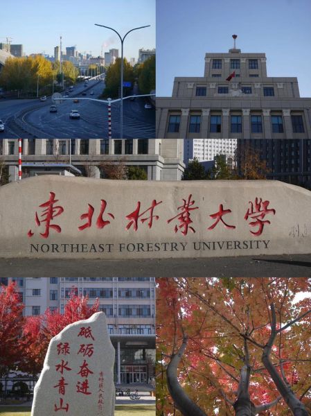 东北林业大学全国排名_报考价值-第1张图片-星辰妙记