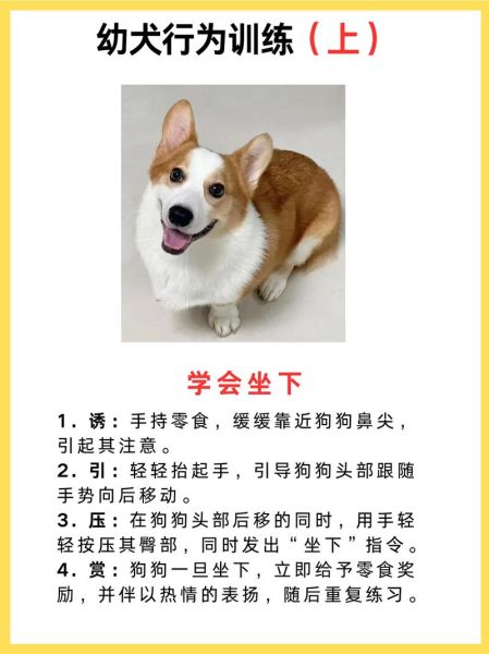 我家的小狗怎么训练_适合新手的小狗训练技巧-第2张图片-星辰妙记