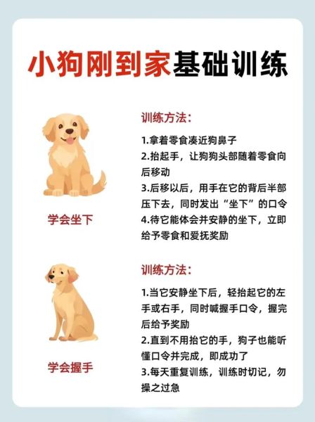 我家的小狗怎么训练_适合新手的小狗训练技巧-第1张图片-星辰妙记