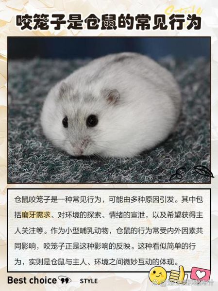 仓鼠为什么咬笼子_仓鼠咬笼子怎么办-第1张图片-星辰妙记