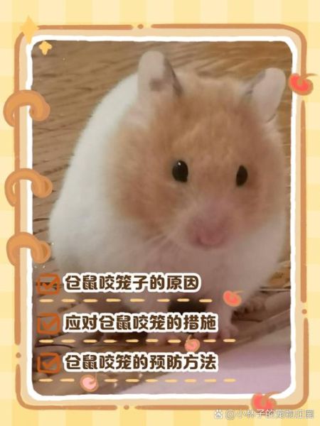 仓鼠为什么咬笼子_仓鼠咬笼子怎么办-第3张图片-星辰妙记