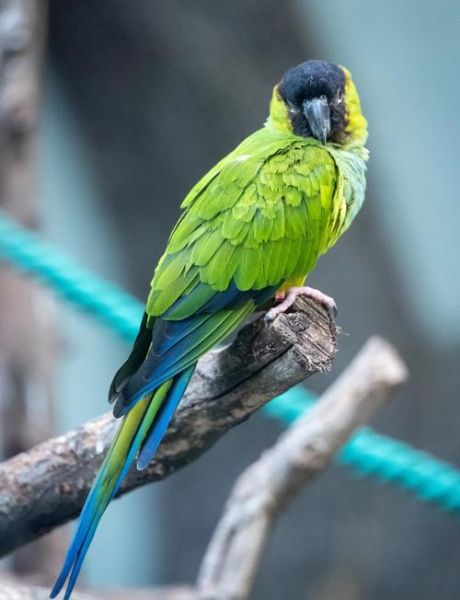 拍动物的镜头怎么选_动物摄影用什么焦段-第2张图片-星辰妙记