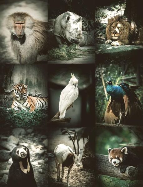 拍动物的镜头怎么选_动物摄影用什么焦段-第1张图片-星辰妙记