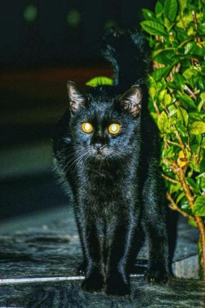 孕妇梦见黑猫_胎梦预示什么-第1张图片-星辰妙记