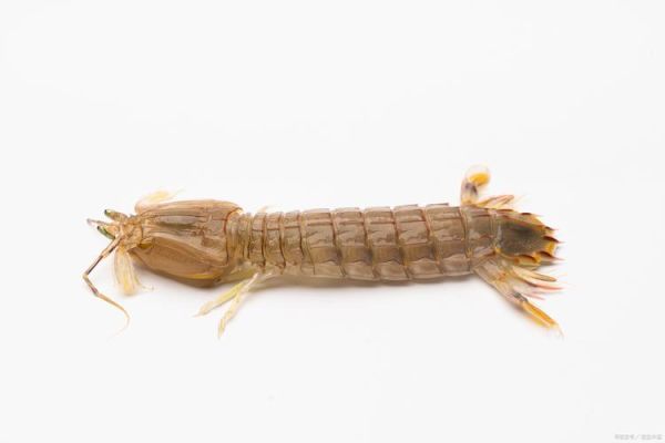 孕妇可以吃皮皮虾吗_孕妇吃皮皮虾禁忌-第2张图片-星辰妙记