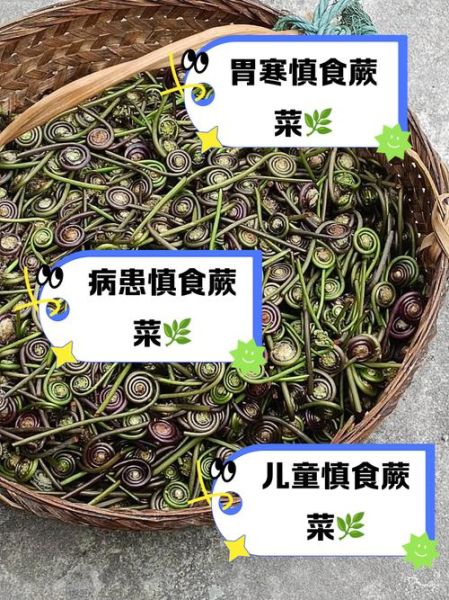 孕妇可以吃蕨菜吗_蕨菜对孕妇的影响-第3张图片-星辰妙记 孕妇可以吃蕨菜吗_蕨菜对孕妇的影响-第3张图片-星辰妙记